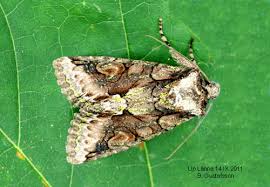 Attēlu rezultāti vaicājumam “Allophyes oxyacanthae”