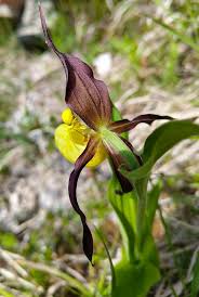 Attēlu rezultāti vaicājumam “Cypripedium calceolus leaf”