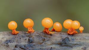 Attēlu rezultāti vaicājumam “Physarum obscurum plasmodium”