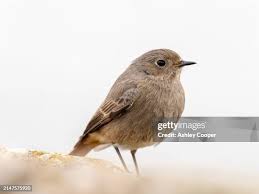 Attēlu rezultāti vaicājumam “Phoenicurus ochruros female”