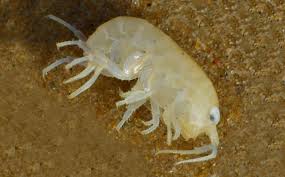 Attēlu rezultāti vaicājumam “Licea pygmaea sessile”