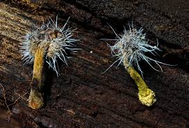 Attēlu rezultāti vaicājumam “Tilachlidium brachiatum”