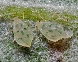 Attēlu rezultāti vaicājumam “Chaitophorus populeti”