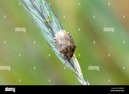 Attēlu rezultāti vaicājumam “Closterotomus biclavatus imago”