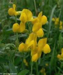 Attēlu rezultāti vaicājumam “Lathyrus pratensis fruit”