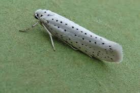 Attēlu rezultāti vaicājumam “Yponomeuta evonymella imago”