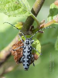 Attēlu rezultāti vaicājumam “Saperda scalaris”