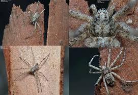 Attēlu rezultāti vaicājumam “Philodromidae”