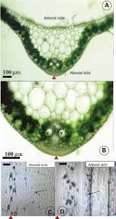 Attēlu rezultāti vaicājumam “Zea mays leaf”
