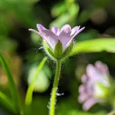 Attēlu rezultāti vaicājumam “Geranium molle flower”