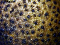 Attēlu rezultāti vaicājumam “Collaria rubens spores”