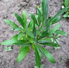 Image result for Cheiranthus cheiri