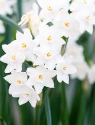 Attēlu rezultāti vaicājumam “Narcissus flower”