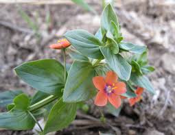 Attēlu rezultāti vaicājumam “Anagallis arvensis leaf”
