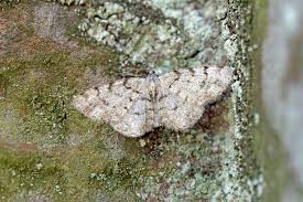 Attēlu rezultāti vaicājumam “Aethalura punctulata”