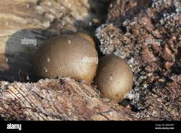 Attēlu rezultāti vaicājumam “Lycogala confusum”