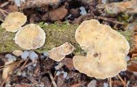 Attēlu rezultāti vaicājumam “Antrodiella faginea”