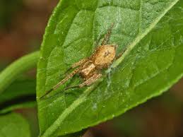 Attēlu rezultāti vaicājumam “Anyphaena accentuata”