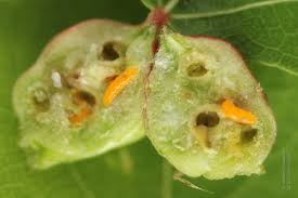 Attēlu rezultāti vaicājumam “Contarinia petioli”