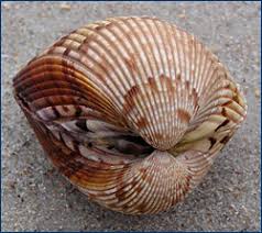 Attēlu rezultāti vaicājumam “Physarum bivalve sessile”