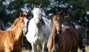 Afbeeldingsresultaat voor paarden