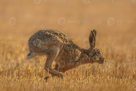Attēlu rezultāti vaicājumam “Lepus europaeus adult”