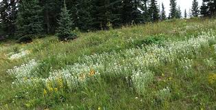 Attēlu rezultāti vaicājumam “Anaphalis margaritacea”