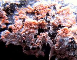 Attēlu rezultāti vaicājumam “Erythricium aurantiacum”