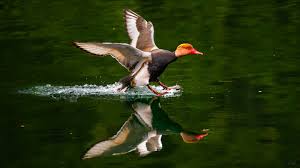 Image result for Netta rufina