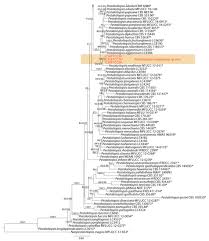 Attēlu rezultāti vaicājumam “Stemonitopsis hyperopta var. landewaldii macro”