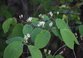 Attēlu rezultāti vaicājumam “Lonicera xylosteum”