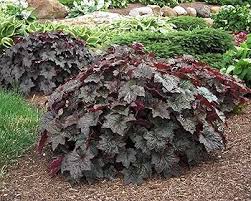Image result for HEUCHERA americana 'Palace Purple Auslese'