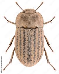 Attēlu rezultāti vaicājumam “Opatrum sabulosum”