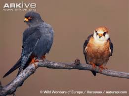 Attēlu rezultāti vaicājumam “Falco vespertinus adult”