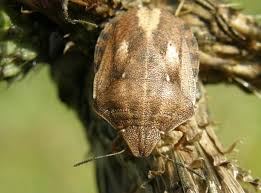 Attēlu rezultāti vaicājumam “Eurygaster testudinaria imago”