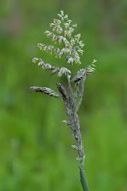 Attēlu rezultāti vaicājumam “Holcus lanatus”