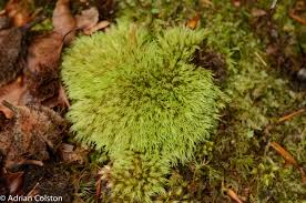 Attēlu rezultāti vaicājumam “Leucobryum juniperoideum”