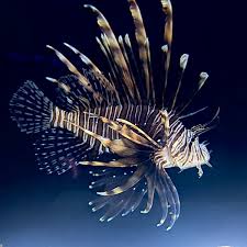 Image result for Pterois volitans