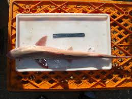 Image result for Mustelus palumbes