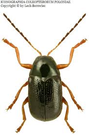 Attēlu rezultāti vaicājumam “Cryptocephalus pusillus”