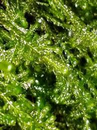 Attēlu rezultāti vaicājumam “Neckera complanata”