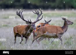 Attēlu rezultāti vaicājumam “Cervus elaphus”