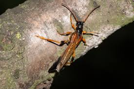 Attēlu rezultāti vaicājumam “Necydalis major”