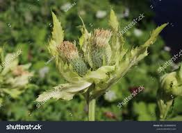 Attēlu rezultāti vaicājumam “Cirsium oleraceum”