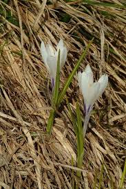 Attēlu rezultāti vaicājumam “Crocus vernus subsp. vernus flower”