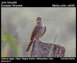 Image result for Jynx torquilla