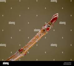 Attēlu rezultāti vaicājumam “Acer saccharinum bud”