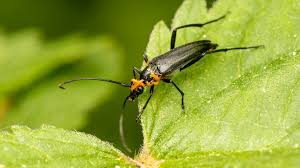 Attēlu rezultāti vaicājumam “Meloe sp.”