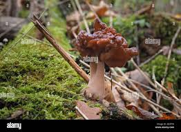 Attēlu rezultāti vaicājumam “Gyromitra infula”