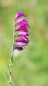 Attēlu rezultāti vaicājumam “Gladiolus imbricatus”